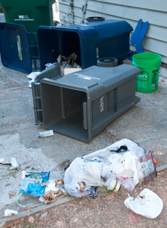 Bear
                  checking my garbage