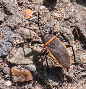 Beatle on
                        Driveway