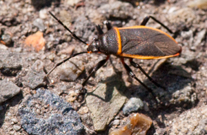 Beatle on
                  Driveway