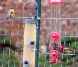 Small seed
                  bird