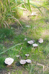 27 Oct 2017 -
                  Oak Root Fungus