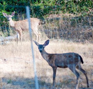 two fawns in
                  back yard 18 Sep 2011