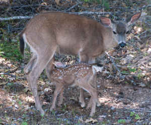 10May14
                  Nursing Fawn 4 days old