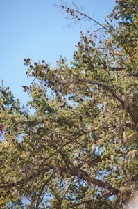 Cones on
                  big fir tree Sep. 2013