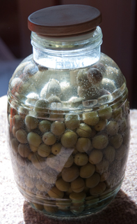 Olives
                      being cured in 4 quart jar of water