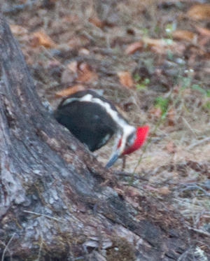 Large Woodpecker 11 Jun 2014