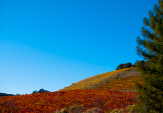 Wine Country in the Fall