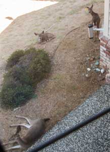 2020 Oct 15Deer
                  near front door