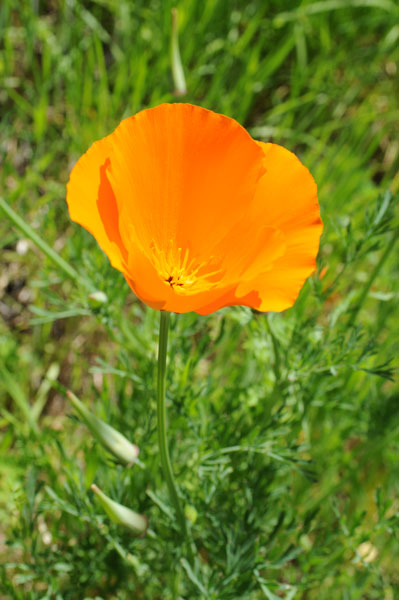 April 2010
                Poppy in fenced area grown from prior year