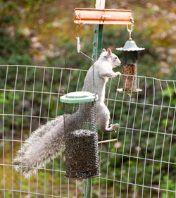 30 Mar
                          2015 Squirrel eating from sunflower seed bird
                          feeder