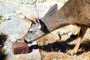 Buck at Salt
                  Lick