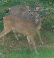 Buck brothers
                (less than 1 year old)