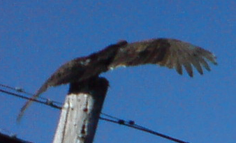 Buzzard
              (vulture) aring out the blood
