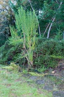 Coyote Bush with
          branches broken by some animal