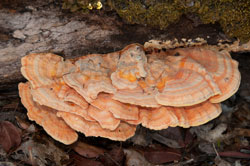 27 Oct 2017 -
                  Oak Root Fungus