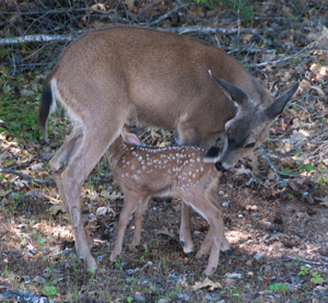 10May14
                  Nursing Fawn 4 days old