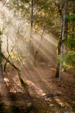 Forest morning of 11 Nov 2015