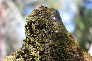 Ukiah
                  Forest 20 July 2011 Bump 1 on Fallen Oak