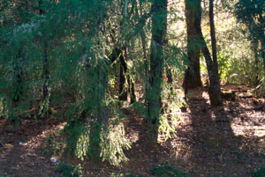 Forest behind my
                  house Nov 2006 Morning