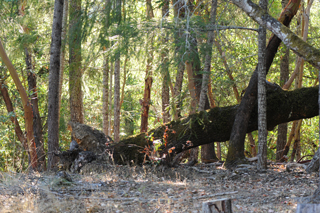 High Dynamic
                      Range meter exposure Forest Tree