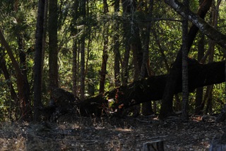 High Dynamic Range
                    -2EV Forest Tree