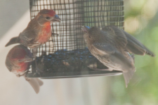 House Finch