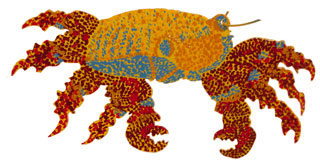 Sally Lightfoot Crab by Katie Gibbs