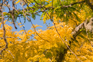 Locust Tree
                        in Ukiah, CA May 2012