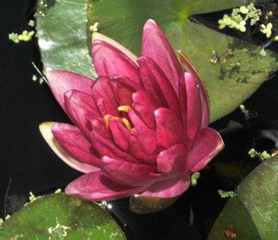 Red Water Lily Lotus Flower