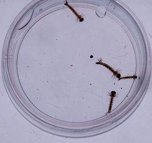 Mosquito
                        larva in petri dish