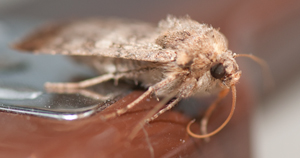 27 Sep 2013 - moth
                  lands on stapler and poses for photo op