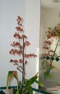 Red Dove
                  Orchid