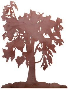 August 2021
                  Trees