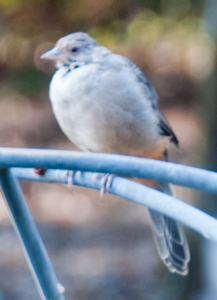 California Towhee Aug 2013