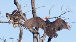 Turkey Vulture in front yard 8 Apr 2014