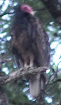 Turkey Vulture in Tree
