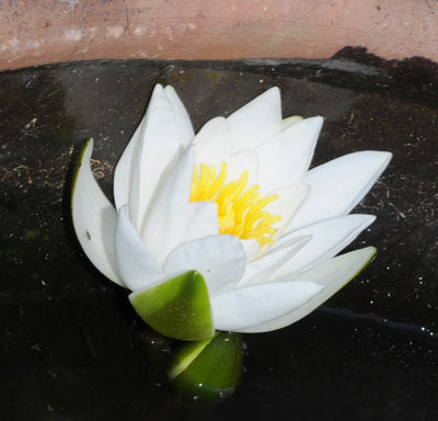 Water Lily Lotus Flower