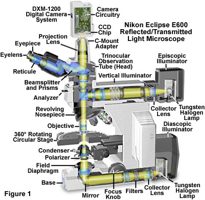 from MicroscopeU "the optical train"