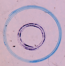 K.D. Kemp
                  8 Form Diatomaceae Test Slide