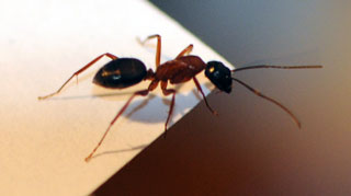 10mm Ant