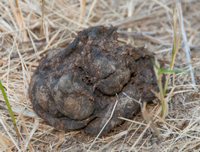 Bear Scat