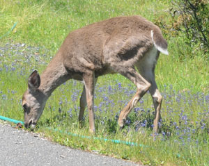 Deer April
                2010