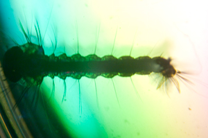 Nikon SMZ-U Stereo Zoom Microscope
                      Mosquito larva from pond