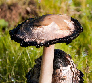 Old Mushroom Y
                    image StackShot 105mm Lens