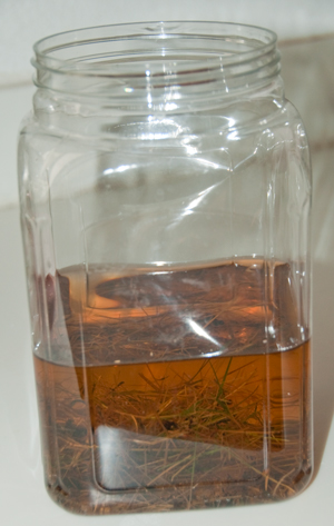 Pond Culture Dry
                  grass & a little moss