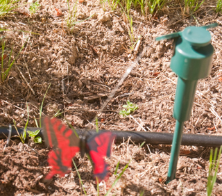 Butterfly on a string (Solar Wobble Butterfly)