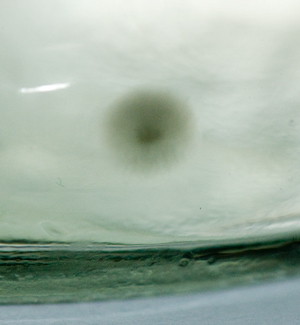 Mold in bottom
                  of Mason Jar filled with sugar water