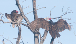 Turkey Vulture in front yard 8 Apr 2014